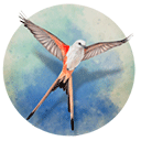 展翅翱翔 - Android 即时策略