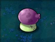 植物大战僵尸1老版本